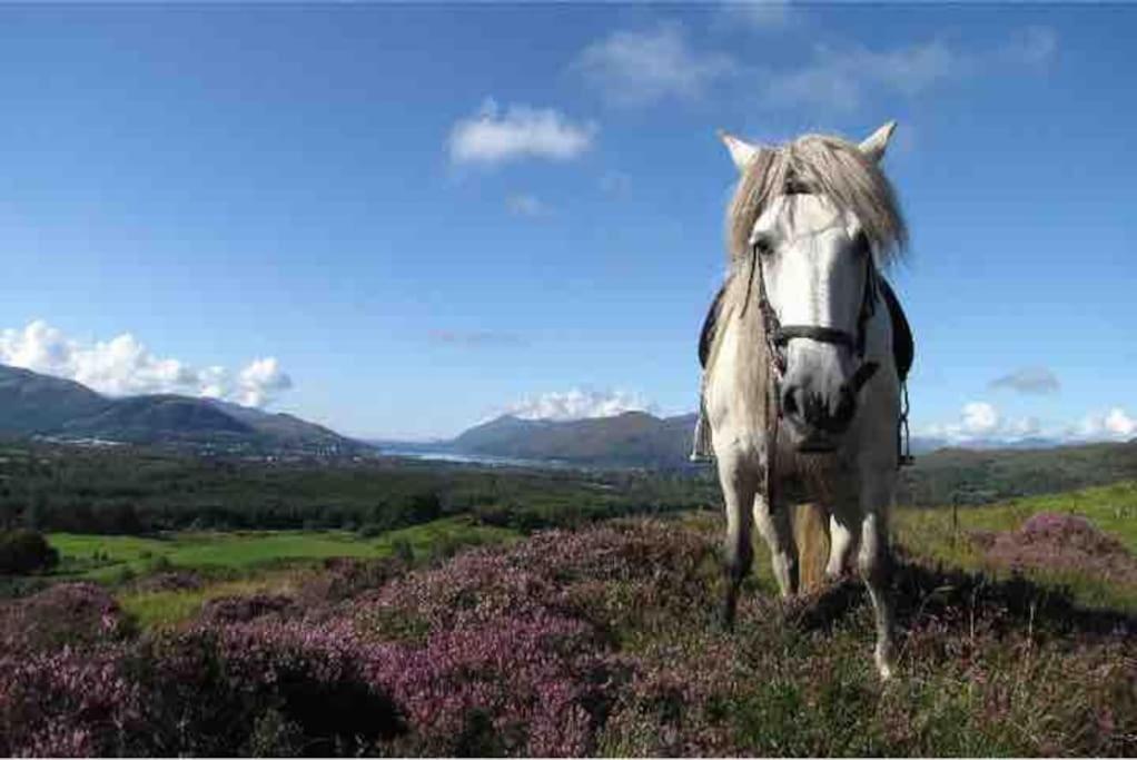 Wild Nurture Eco Luxury Offgrid Log Cabin Fort William Kültér fotó